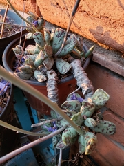 Adromischus cooperi