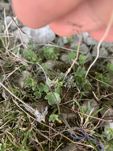 Nodding Saxifrage