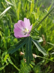 Sidalcea diploscypha