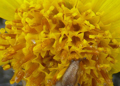 Arnica chamissonis