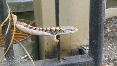 Elgaria multicarinata