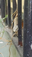 Elgaria multicarinata