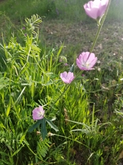 Sidalcea diploscypha