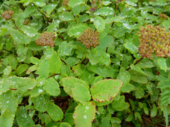 Spiraea stevenii