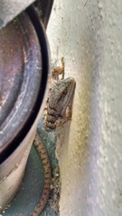 Elgaria multicarinata