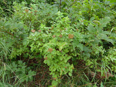 Spiraea stevenii