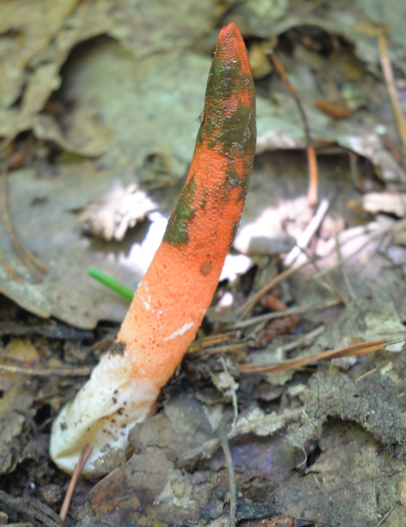 devil's dipstick · June 2026 · photo: Photo: (c) Ben Gruhot, some rights reserved (CC BY) · iNaturalist
