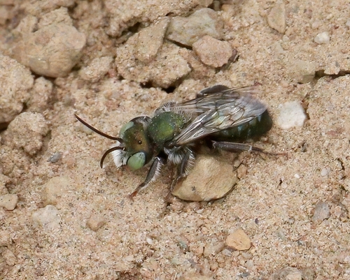 iNaturalist observation photo of Megachilinae