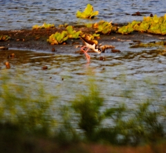 Himantopus mexicanus
