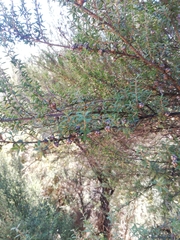 Leptospermum scoparium