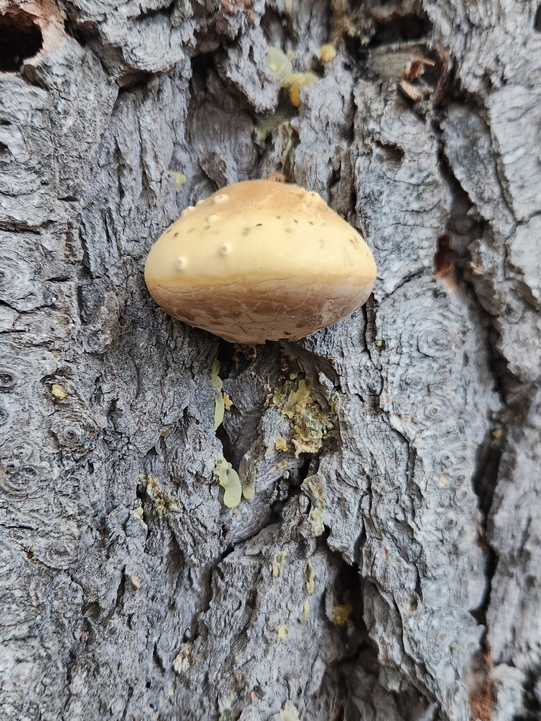Veiled Polypore · June 2026 · photo: Photo: (c) claire, some rights reserved (CC BY) · iNaturalist