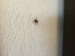 Herpyllus propinquus