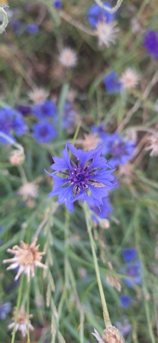 Cornflower