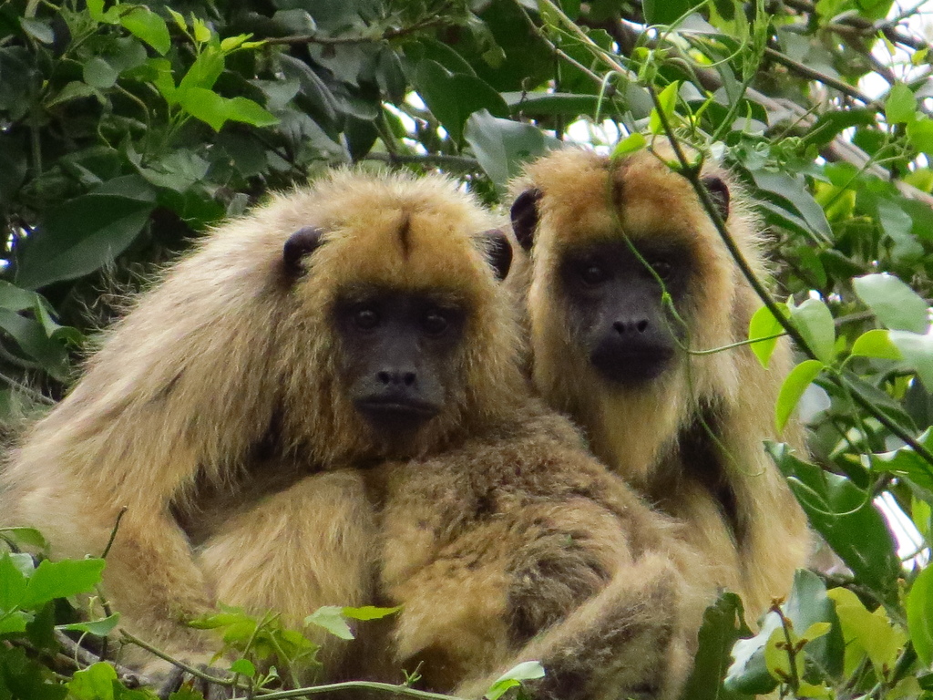 Black and Gold Howler Monkey