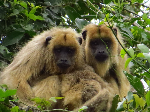 Black and Gold Howler Monkey