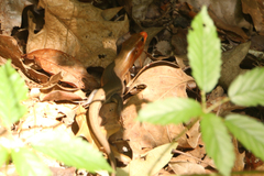 Plestiodon laticeps