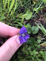 Viola sororia