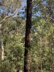 Eucalyptus eugenioides