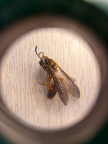 Polybia chrysothorax