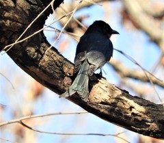 Dicrurus caerulescens