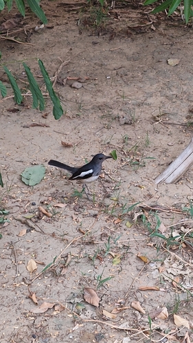 Oriental Magpie-Robin