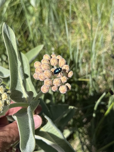 iNaturalist observation photo of Cobalt Milkweed Beetle