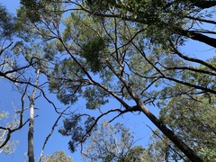 Eucalyptus eugenioides