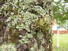Tillandsia loliacea