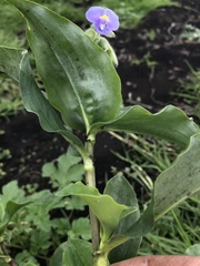 Tinantia erecta