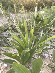 Plantago wrightiana
