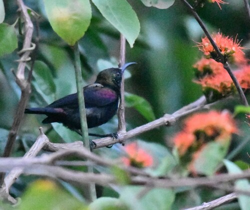 iNaturalist image