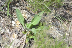 Amblyolepis setigera