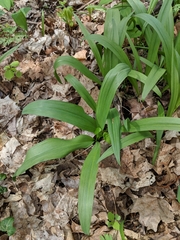 Allium burdickii