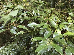 Cinnamomum yabunikkei