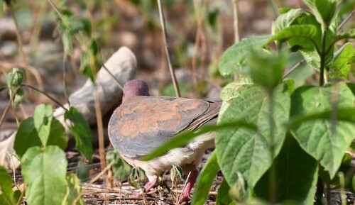 Laughing Dove