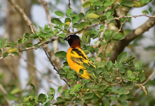 Village Weaver