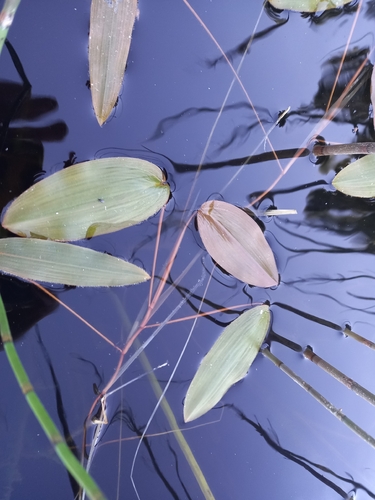 floating-leaved pondweed