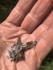 Archips cerasivorana