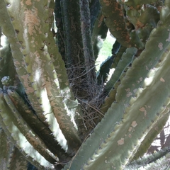 Toxostoma curvirostre