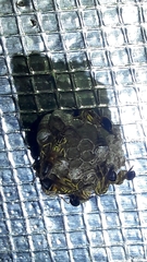 Mischocyttarus cerberus