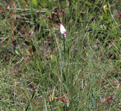 Cleistesiopsis oricamporum