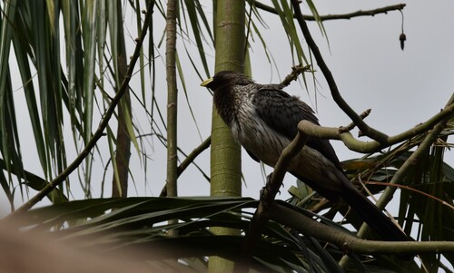 Western Plantain-eater