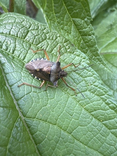 Forest Bug