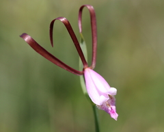 Cleistesiopsis oricamporum