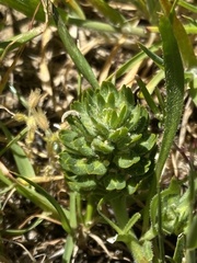 Lepidium latipes