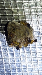 Mischocyttarus cerberus