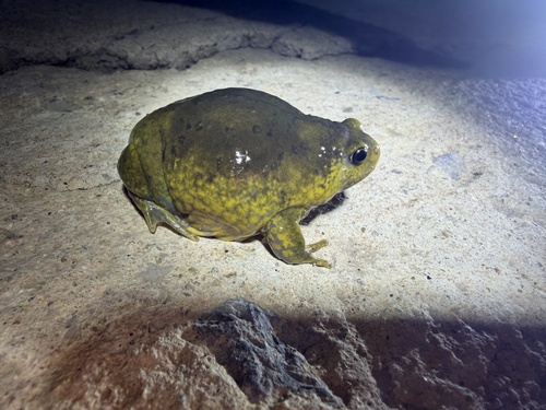 Boreal Digging Frog