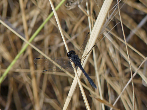 Black Percher