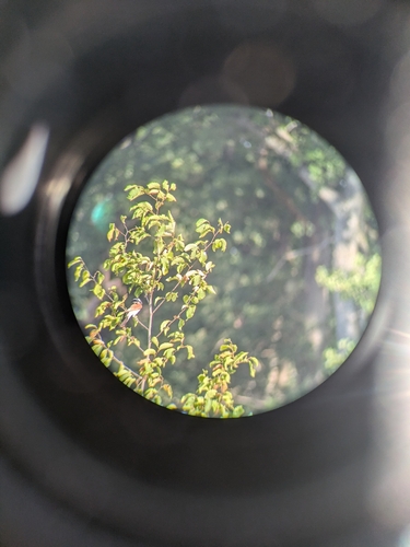 Red-backed Shrike