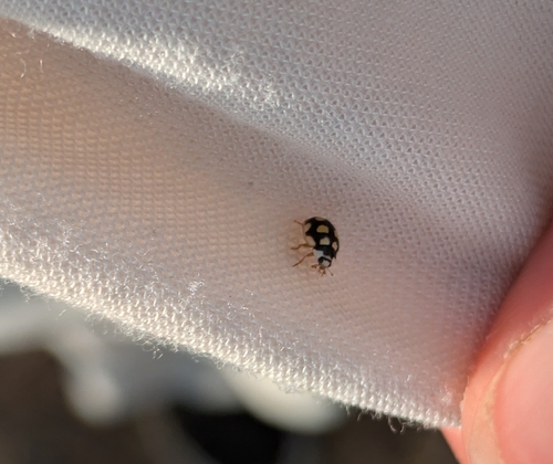 Coccinula quatuordecimpustulata